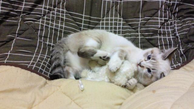 nekkoneko7's tweet photo. 可愛いと思ったらRTしてにゃ(=^▽^=)https://t.co/5xN3uaXdmr