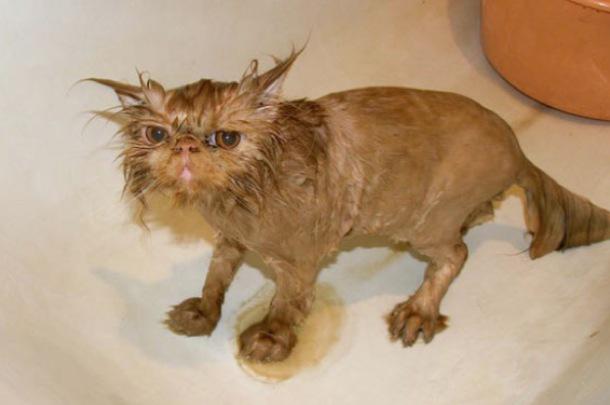 SirBritCat's tweet photo. "I love rain." - No Cat Ever
๐พโ #BritishCatProblems http://t.co/1Zb3CDbvqh