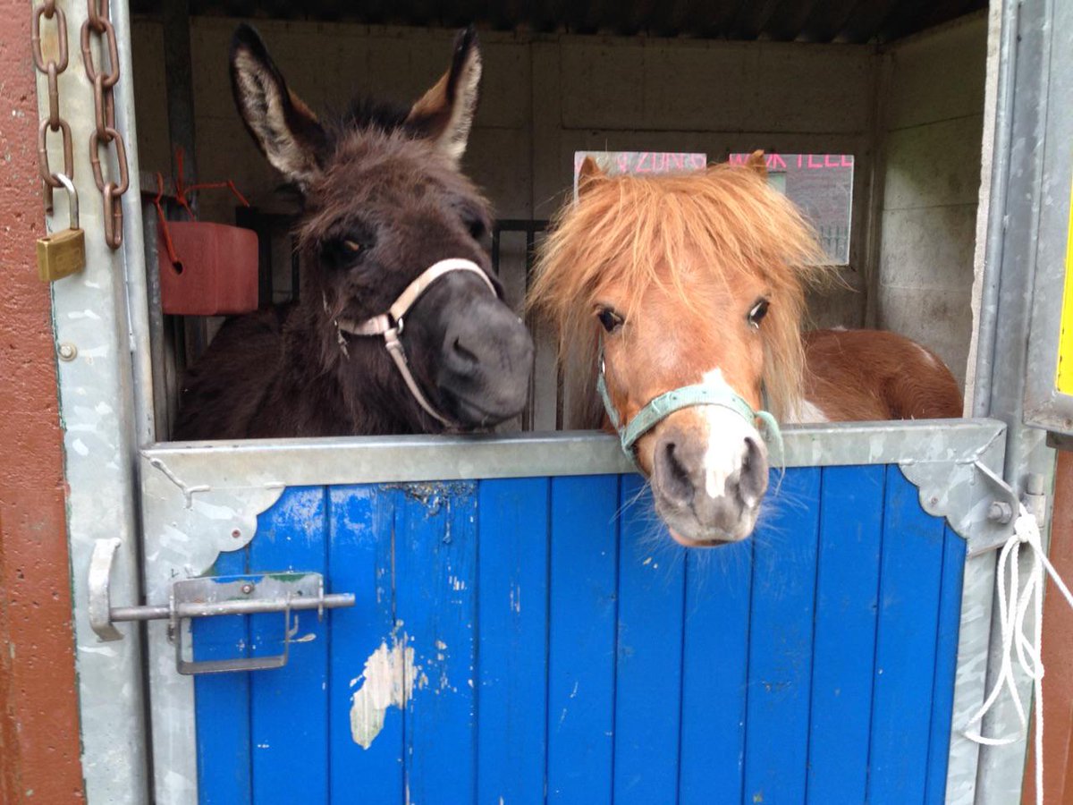 DeGliphoeve's tweet photo. Wij hebben twee nieuwe bewoners! Puk en Roos. Wat zijn ze lief hé? http://t.co/rnn2P6Qz7p