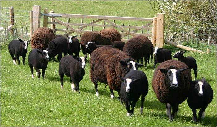 The stolen flock are Black sheep, with white blaze, white tips to tail and white feet. All tagged with UK242395.