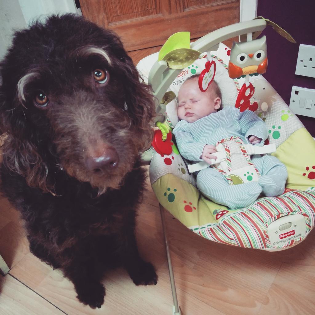 DogaboutBath's tweet photo. This is my baby sister.  I take my guard dog duties very seriously. http://t.co/M7IJ1AjfGz