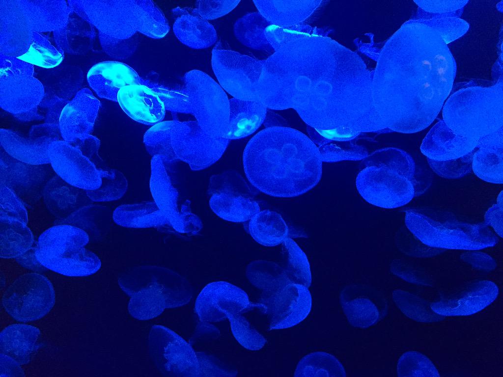 さかにゃbot ミズクラゲ 水海月 は 鉢虫綱 旗口クラゲ目 ミズクラゲ目 ミズクラゲ科に属するクラゲ の一種 日本近海でも最も普通に観察できるクラゲである 傘に透けて見える胃腔 生殖腺が4つあることから ヨツメクラゲとも呼ばれる Http T Co