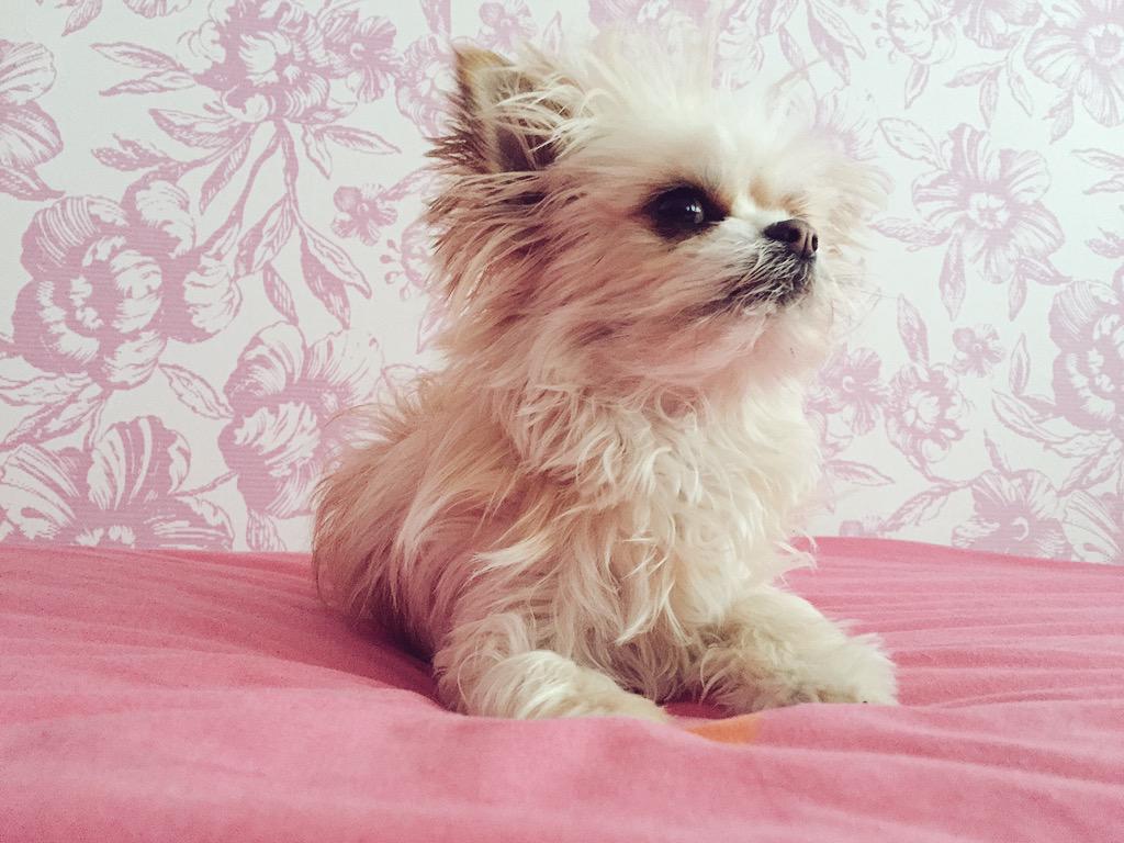 #poochoftheweek - Lola !