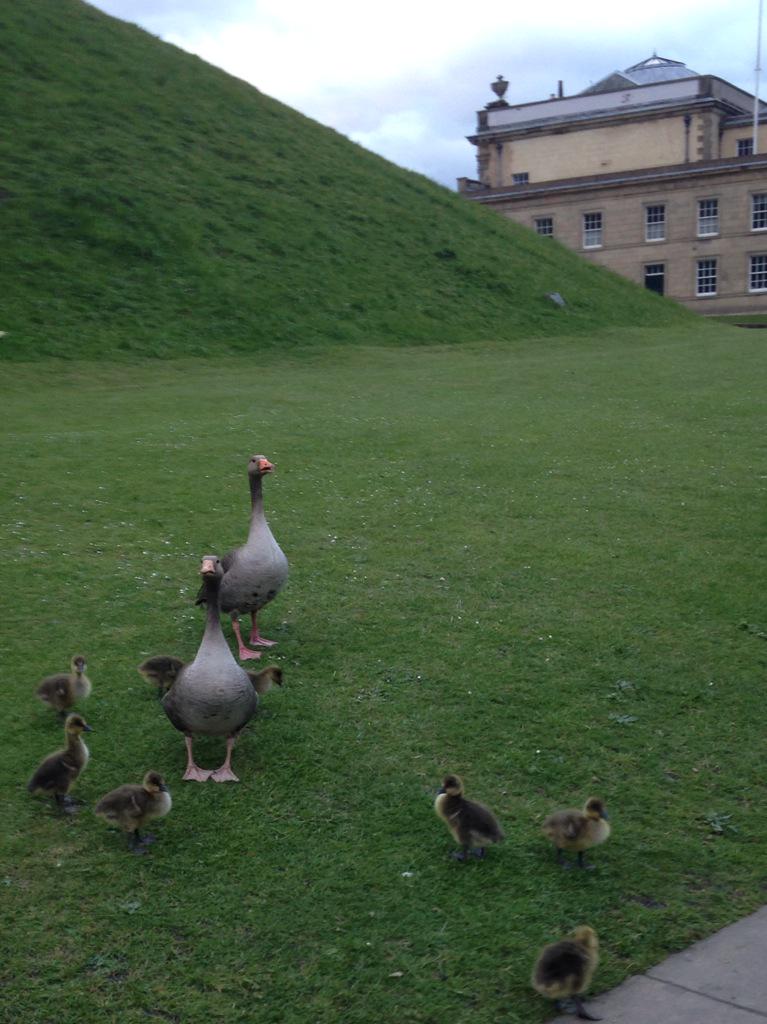 DocCDMurphy's tweet image. In a world of problems, we could all use a pic of some baby geese :)