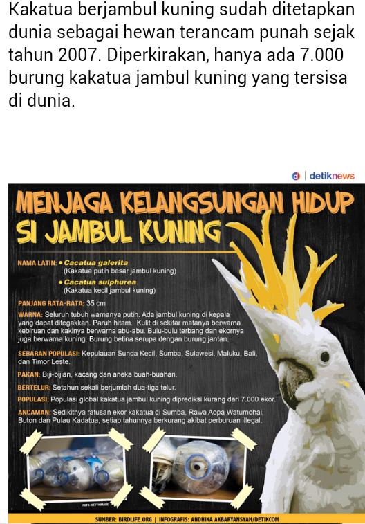 wakilgubernurKW's tweet photo. #SaveJambulKuning
#SaveJambulKuning
Kakatua berjambul Kuning Hewan yg Terancam Punah http://t.co/V6PzgX5yxK