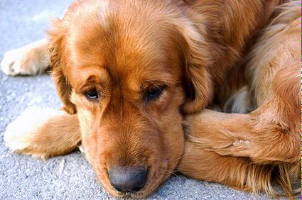 Doglovers__'s tweet photo. I miss my owner... 😥 http://t.co/aQuZlgsPnD