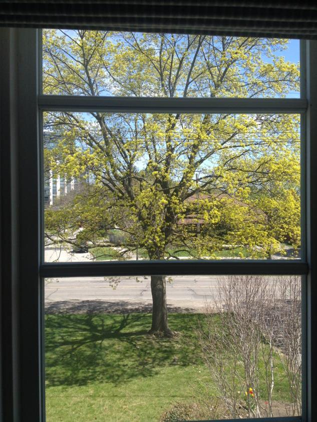 JuneLorraineR's tweet photo. View from my desk #treebudding #amwriting @TanisMallow http://t.co/9JucqFKL2l