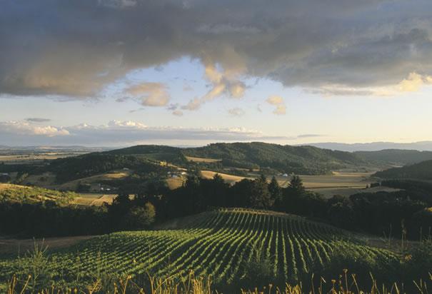 Bag_StringWine's tweet photo. 2015 marks the 50th anniversary of winemaking in Willamette Valley! Who's gotten to visit this beautiful wine region? http://t.co/Y8x4DrDhhK