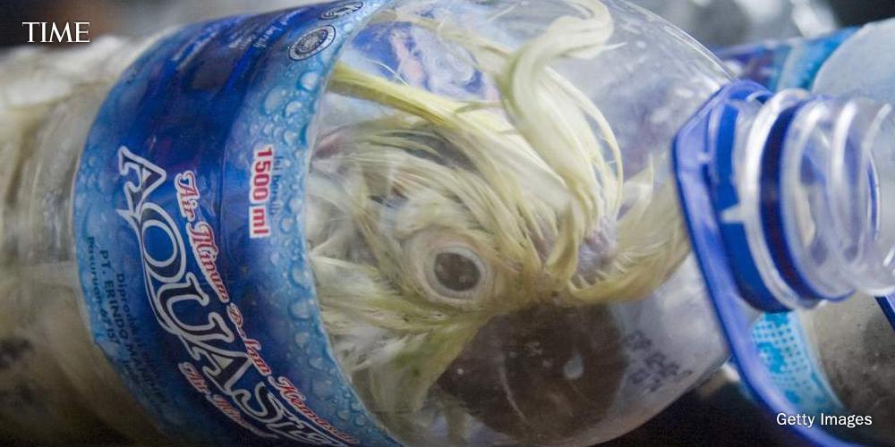 TIME's tweet photo. Endangered cockatoos found stuffed in plastic bottles in Indonesia http://t.co/rlaVj4K6IZ http://t.co/oPFk2rJ6HA
