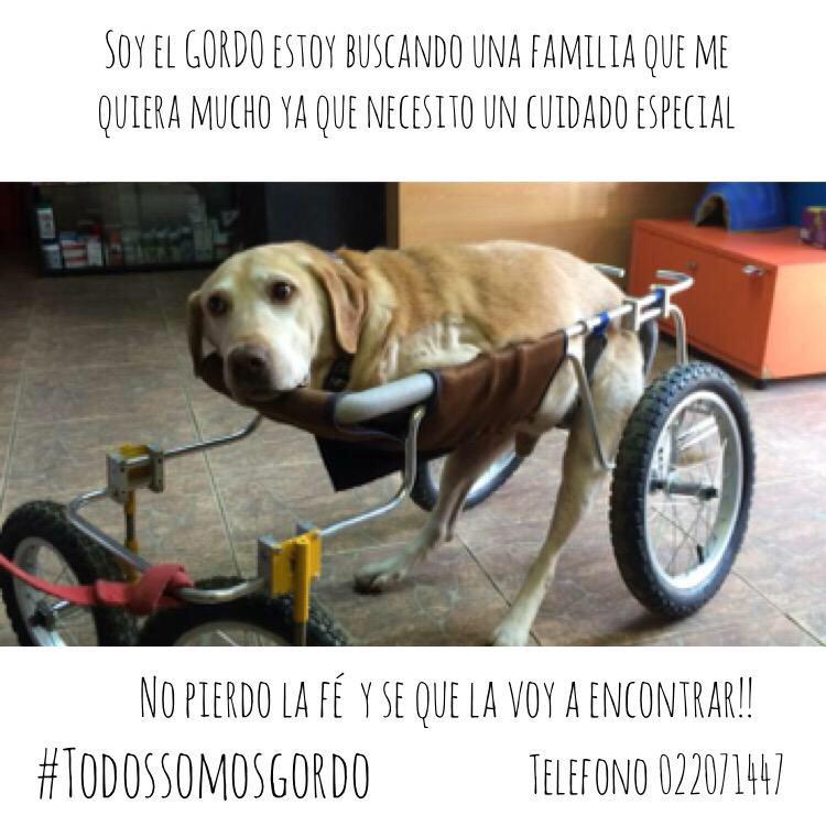 Ayudemos a este gordo a buscar un hogar. <a href="/lun/">Las Últimas Noticias</a> <a href="/biobio/">BioBioChile</a> <a href="/Cooperativa/">Cooperativa</a> <a href="/PublimetroChile/">Publimetro</a> #todossomosgordo ayuda! RT