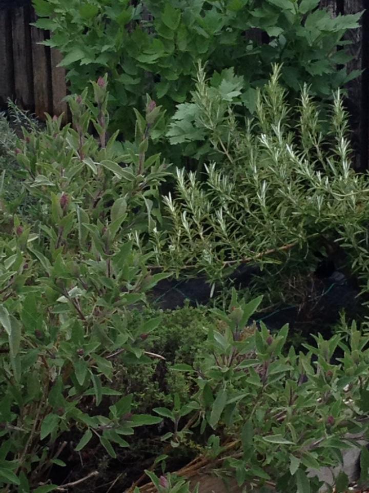 SowEasyGrow's tweet photo. Great time of year to tidy up the herb garden as they come into flower, clearing winter debris and old growth #GYO http://t.co/iNePX7mR9m