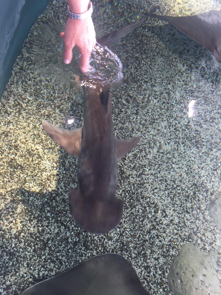 Discover_SC's tweet photo. Shark Week comes early in South Carolina. @SCaquarium's Shark Shallows opens this Saturday, May 9! #DiscoverSC http://t.co/aAbK5gD8Gd