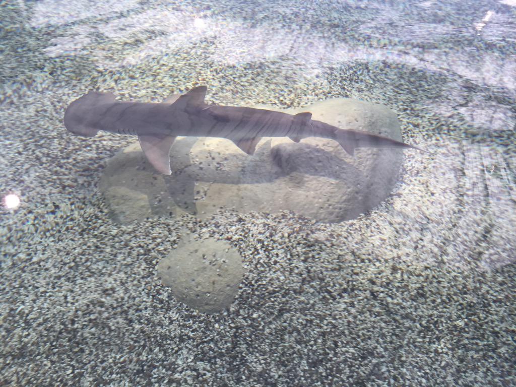 Discover_SC's tweet photo. Shark Week comes early in South Carolina. @SCaquarium's Shark Shallows opens this Saturday, May 9! #DiscoverSC http://t.co/aAbK5gD8Gd
