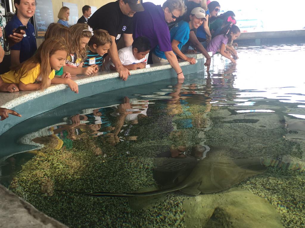 Discover_SC's tweet photo. Shark Week comes early in South Carolina. @SCaquarium's Shark Shallows opens this Saturday, May 9! #DiscoverSC http://t.co/aAbK5gD8Gd