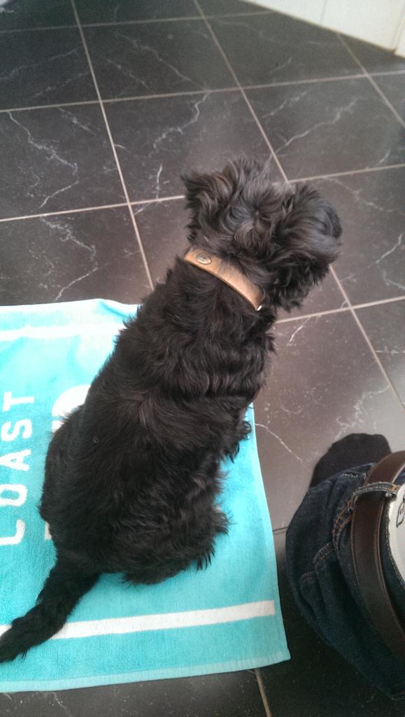 thefakepingus's tweet photo. “@andy90910: Har min vakthund ved siden av meg når eg drite #prouddogowner #goastehunden http://t.co/Wi6bi9WNoE”slår faen ikke joppe #joppus