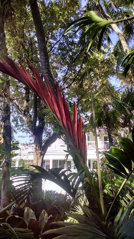 AudubonHouse's tweet photo. check out our flame thrower palm - color will only last a couple of days! http://t.co/o5PzOCQxvL