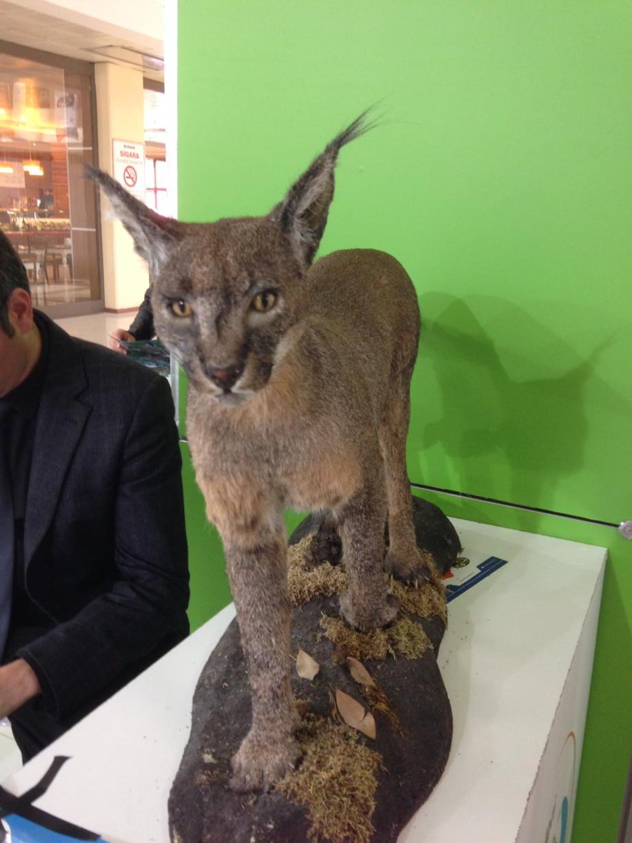 Erkan Bas (@erkanbas) on Twitter photo 