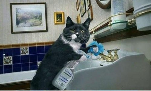 SirBritCat's tweet photo. When you out of curiosity piss in your human's sink and they make you clean it up... #BritishCatProblems http://t.co/21fSc6HzVj