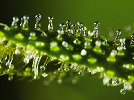 THCLabs's tweet image. Cannabis Oil Explained #thctesting #cannabisoil #legalize hubs.ly/y0Mtc90 by @THCLabs
