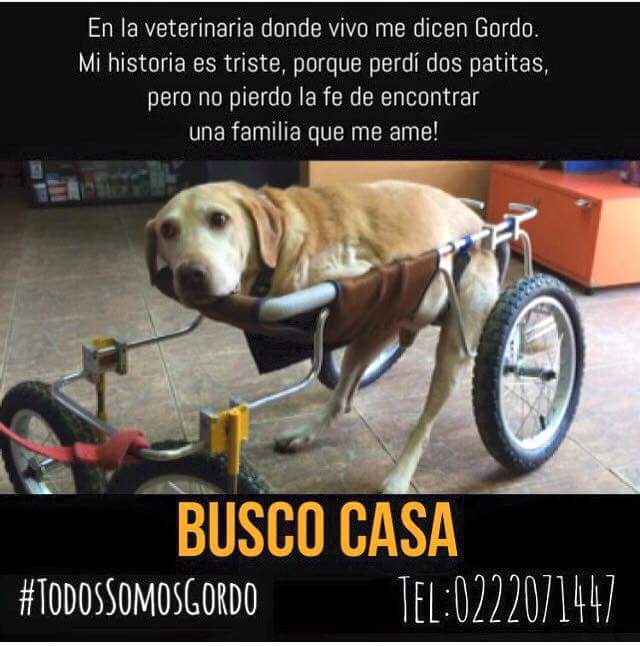 #TodosSomosGordo 🌈💖🐶🎈 Difundir para que encuentre una bella familia. 💖🐶