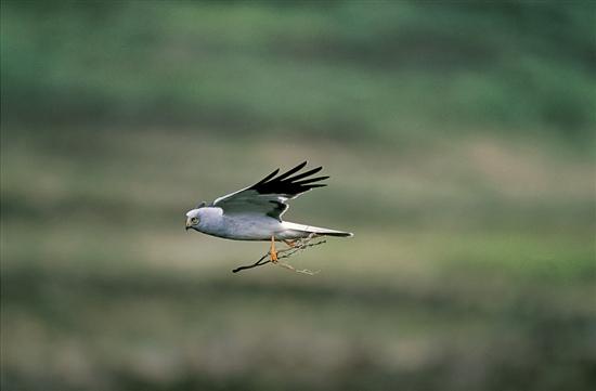 Three male Hen Harriers disappear from active nests in the Forest of Bowland! bit.ly/1dNooQw via @RSPBNews