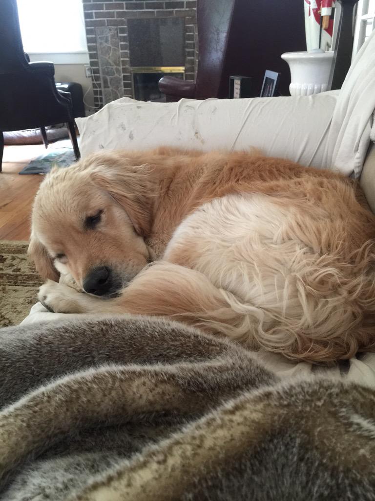 NYCBurt's tweet photo. @MichelettiSF @YahooNews Gracie owes me a picture. Here's my tough life on this ugly day http://t.co/Iqd3H5st3R