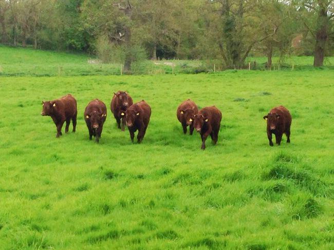 TheBeefSmithUK's tweet photo. Turned out our yearling steers today - they were glad for the space to run around! http://t.co/1M9prG7SHG