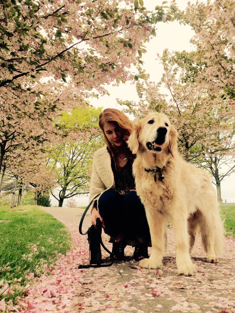 dogwalkcardiff's tweet photo. Need a Dog Walker/ sitter in Cardiff? We're the people. #DogCare #DogSitting #dogwalkers http://t.co/X2v1xEqacT