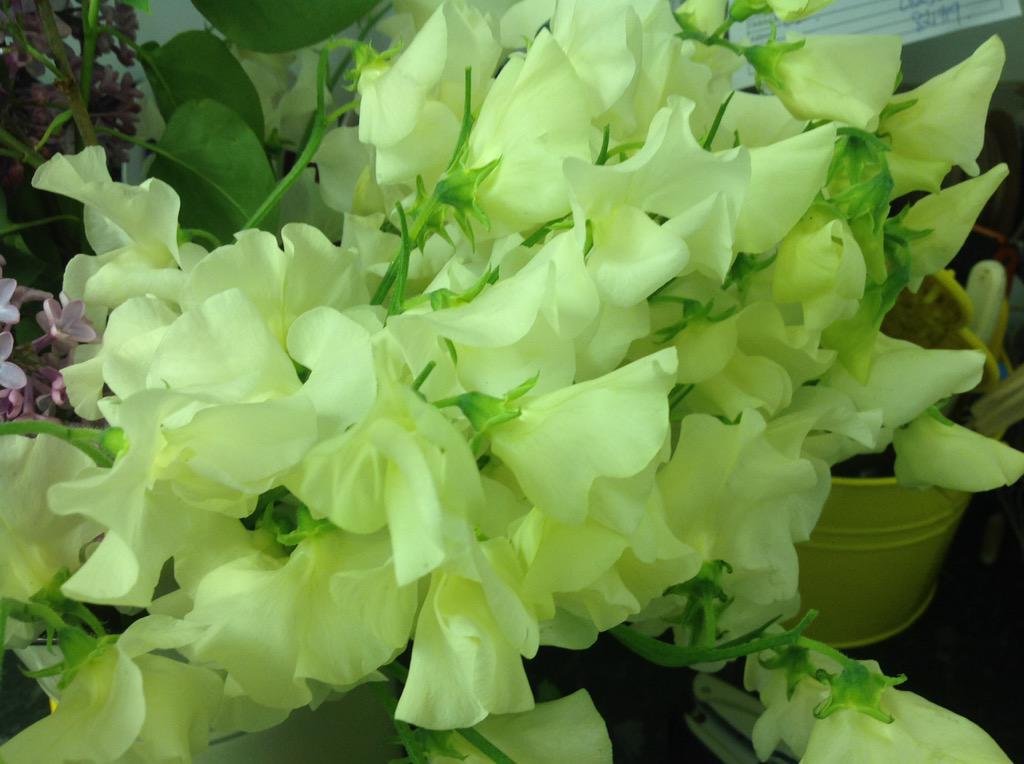 Lavender Hill Co tweet media