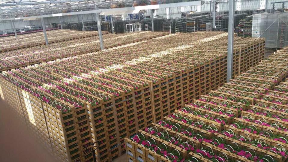 Vanaf zaterdag 9 mei kunt u uw gespaarde perkplantjes ophalen bij ons in de winkel!