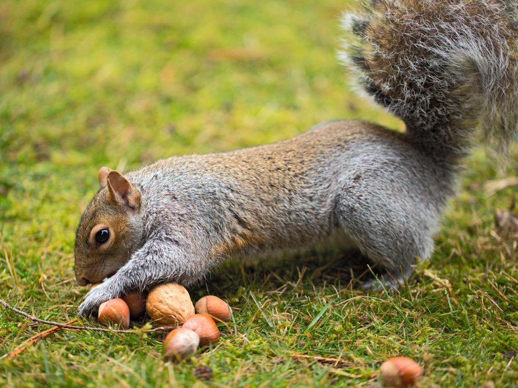 Squirrel Pics (@squirrel_pix) on Twitter photo 