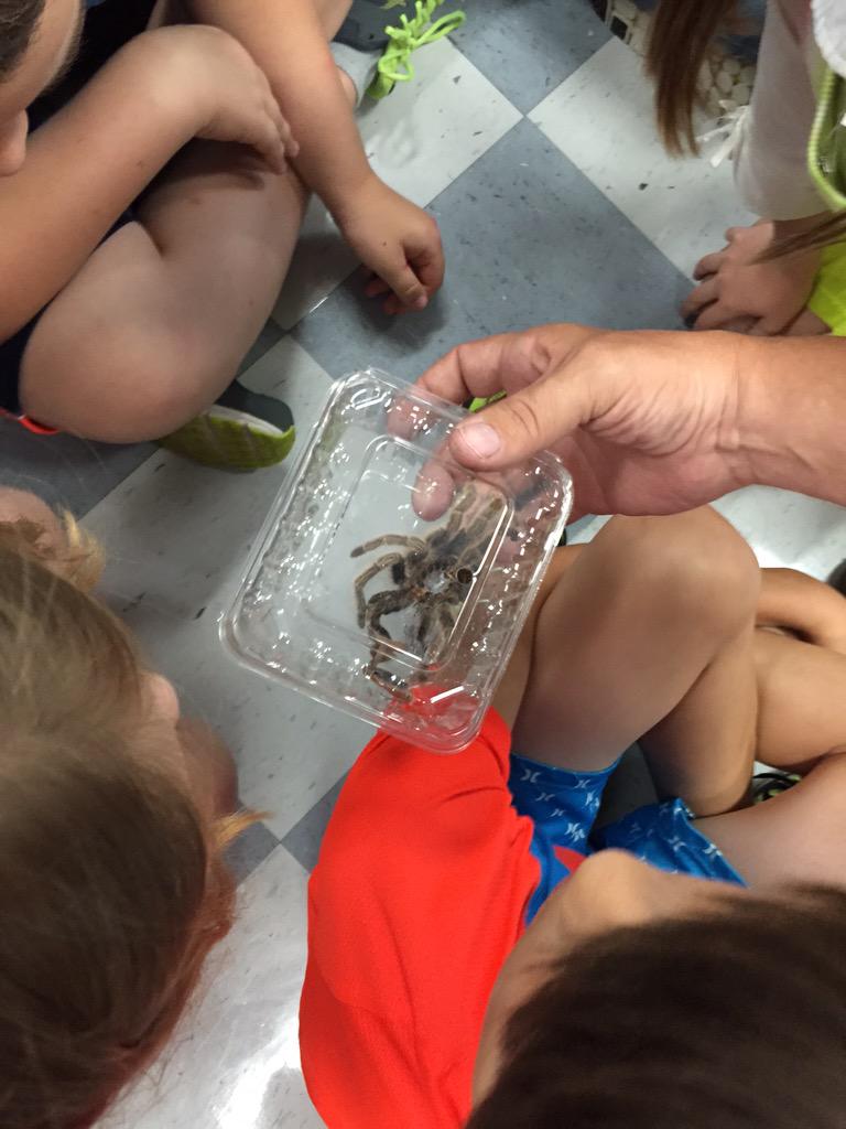 CrissyYork's tweet photo. Awesome Keith Parent Volunteers! #arthropods #hissingcockroach #turantulas #scorpions http://t.co/h5Zs7GgMFZ