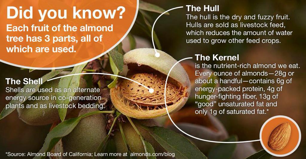 almondgirljenny's tweet image. Did you know? #educateyourself #californiaalmonds #almonds