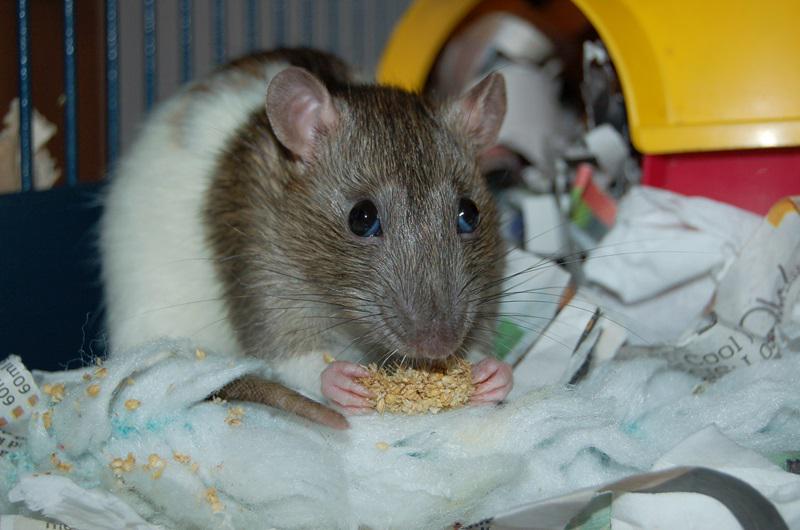 ratz4ever's tweet photo. @ScottishSPCA And my last non-SPCA rescue girl, This is Tansy #RehomingWeek http://t.co/xJ4Us3v8ls