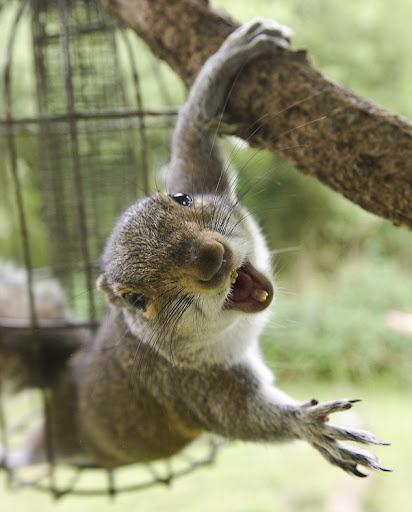 Last month squirrels caused a 3 day power outage to 200 apartments in Richmond, Virginia.

Still think they are cute?