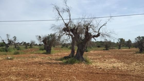 repubblica's tweet photo. Xylella, una pianta infetta in Liguria. E' giallo sulla provenienza http://t.co/VpknGoNtOy http://t.co/66hhR3n8Mo