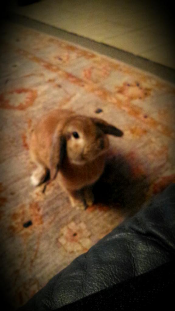 Alilluminatii's tweet photo. RIP to the best bunny, Micheal ❤❤ http://t.co/JlqPQuZ47r