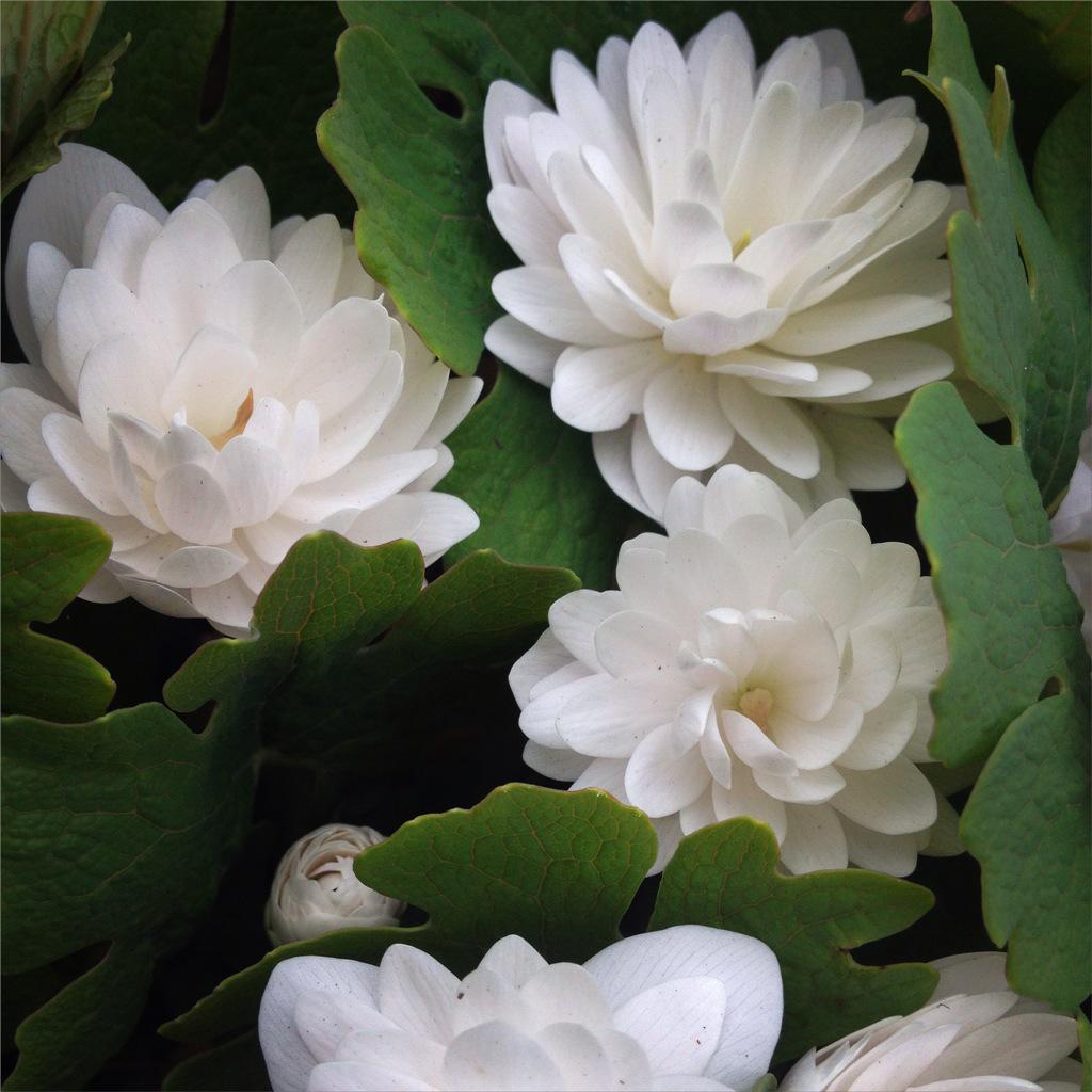 MOMS DAY: the entire grounds will be open for picnics, plants will be for sale from 10-2 and a tour at 10:30 #mvpsa