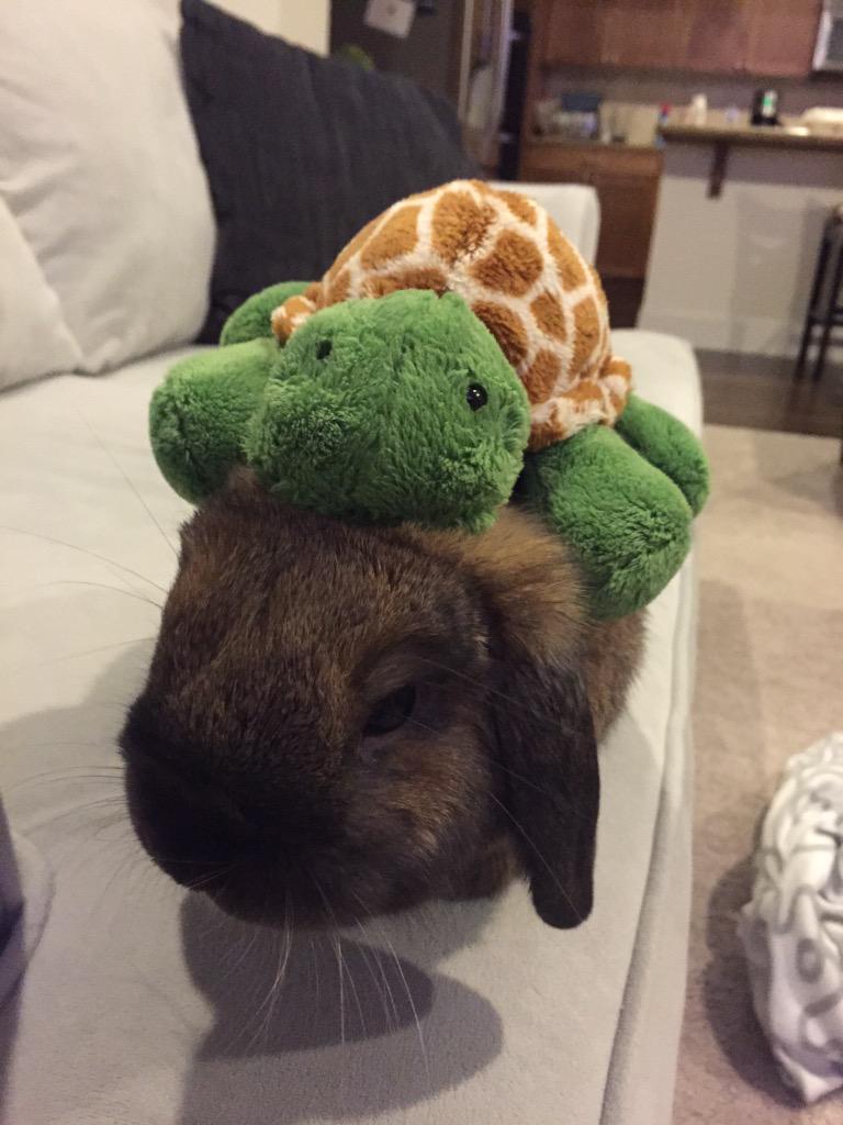 E_Huz_'s tweet photo. #StuffOnMyRabbit http://t.co/jBonKbLMGz
