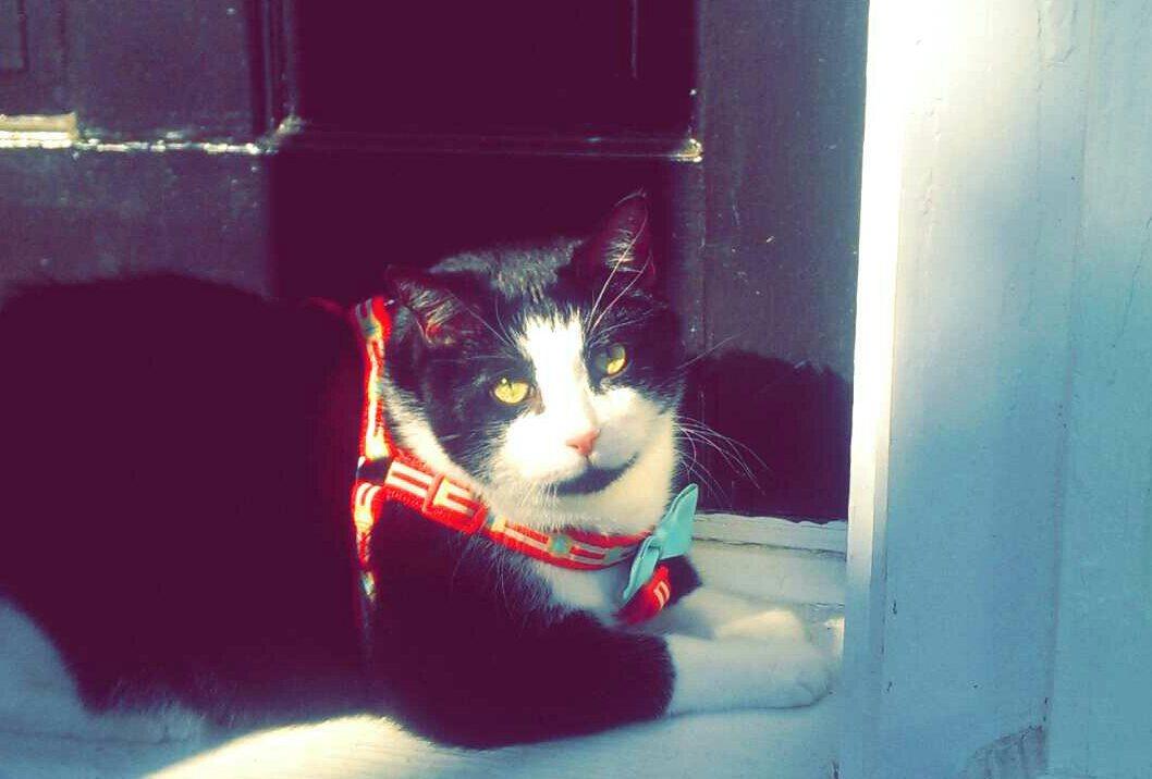 HlongChristina's tweet photo. Big black&amp; white cat missing frm 11th st across from the province! Blue/orange chevron collar.If seen call 3363401723 http://t.co/MU5Fv29sp4