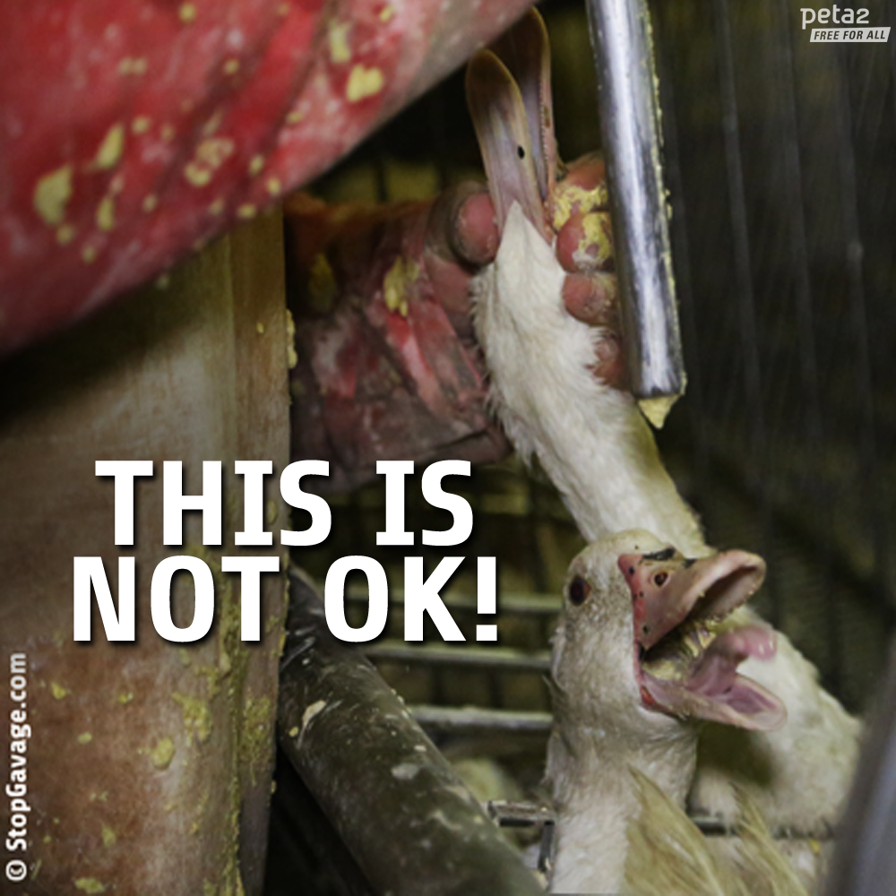 RT if you don't consider diseased “fatty liver” a delicacy!

#BanFoieGras