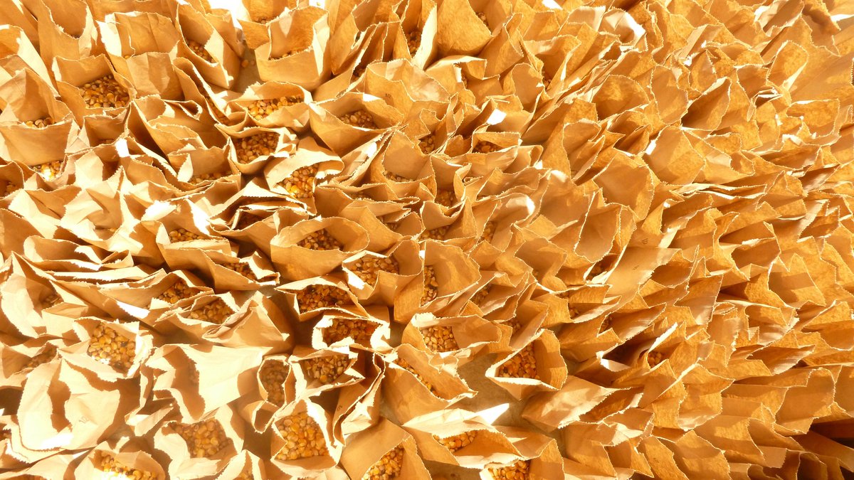 MouvementPaysanPapay tweet media