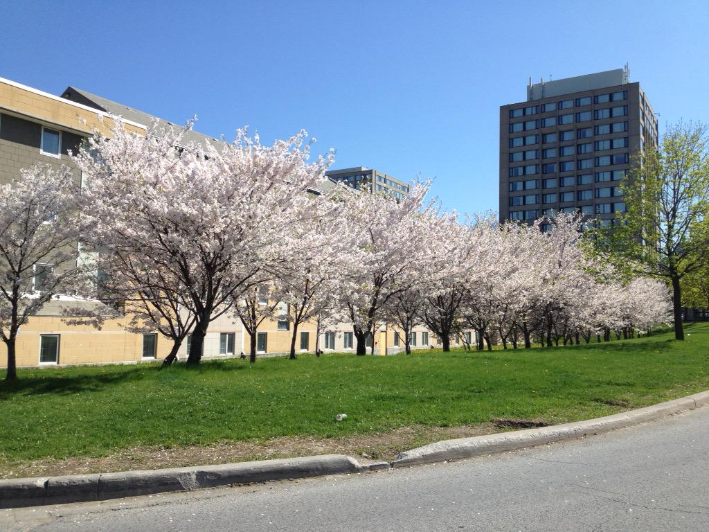 YUSci_Carmela's tweet photo. Cherry blossoms at York are in full bloom! So pretty :) #yorku #cherryblossoms http://t.co/rfS1d5j3zR