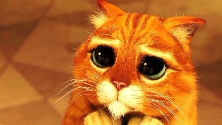 ultimate_chilli tweet picture