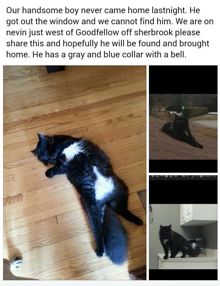 LostFoundPtbo's tweet photo. Lost cat - Goodfellow &amp; Sherbrooke area #ptbo @Ptbo_Canada @HSpeterborough http://t.co/Y40LO5os5P