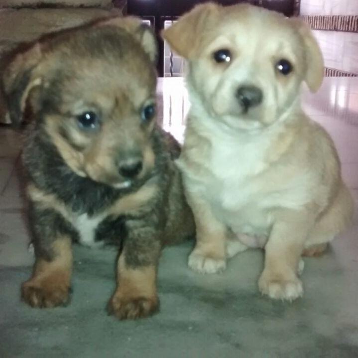 virginiacf87's tweet photo. Se regalan!!! Ayuda por favor o serán abandonadas!!! Todo por privado http://t.co/v8xxAqZHJU