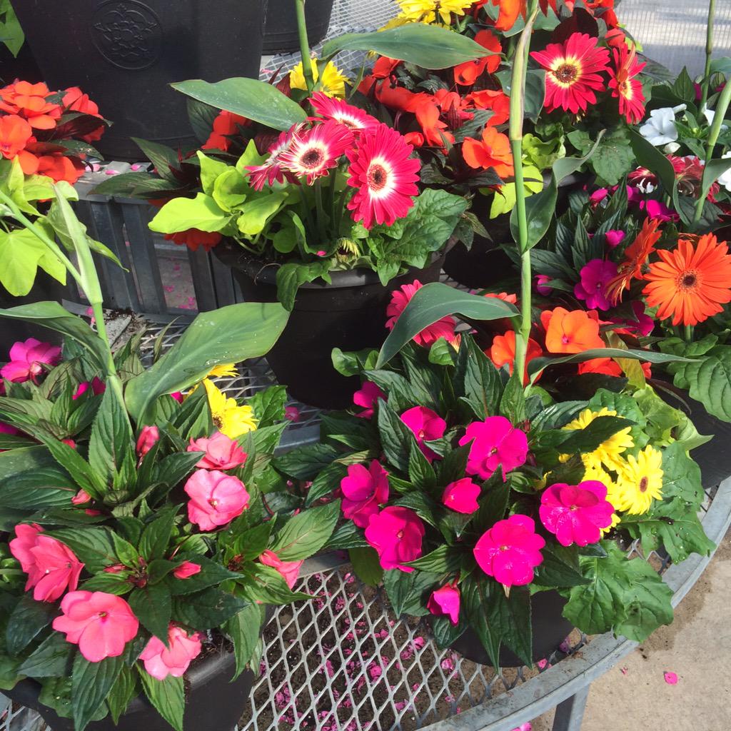 Wildhagens's tweet photo. Tropical planters here at our Garden centre! http://t.co/DIfb4eQULG
