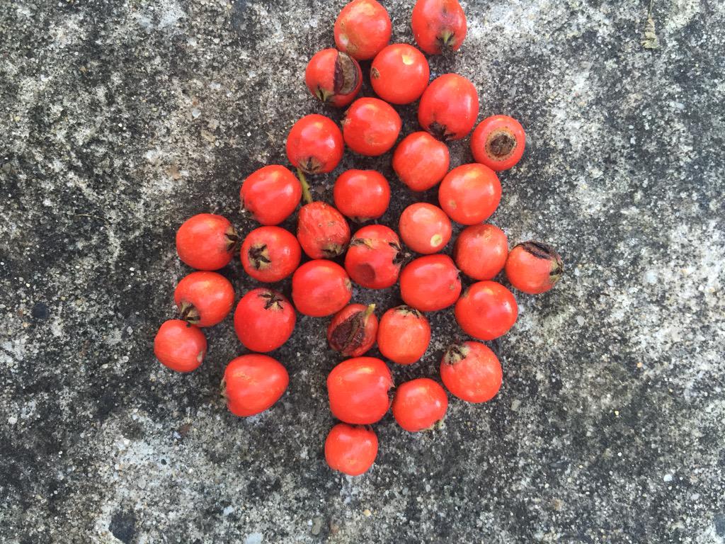 #ACUedu_p Art nature vs human environments <a href="/BecMc_teach/">Rebecca McGrath</a> @StefanieBlanusa <a href="/AndrewDiLizio/">Andy G Diliz</a>