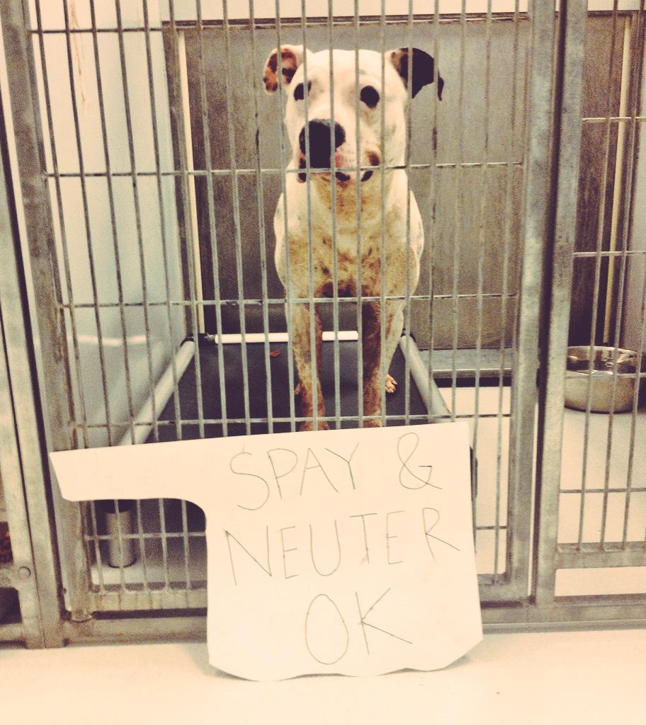missilyssa's tweet photo. How many days left ?
#preventdeath #preventneglect #spayandneuter http://t.co/tkQDpw9GKi