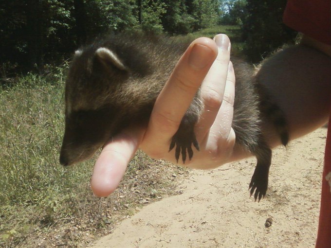 🙆😍 RT "@MeesterMikey: Helping take care of a baby raccoon today http://t.co/5vWvSBxXqh "<a class="tags" target="_blank" title="On Twitter" href="/?out=eyJ0eXAiOiJKV1QiLCJhbGciOiJIUzUxMiJ9.eyJpYXQiOjE3MjE5OTI4NjcsImlzcyI6InR3cG9ybnN0YXJzLmNvbSIsIm5iZiI6MTcyMTk5Mjg2NywiZXhwIjoxNzUzNTI4ODY3LCJyZWRpcmVjdF91cmwiOiJodHRwczovL3R3aXR0ZXIuY29tL01lZXN0ZXJNaWtleSJ9.PABxUtO_kypCveryMYZAJWzLCJPsg8HG_qVfL21LFu7l29ktOPFTGH_4oey3GMY2ubmQqylQsexXI82gvscvxg">@MeesterMikey</a><a href="/tag/yummmmy"class="tags"><span>#yummmmy</span></a>